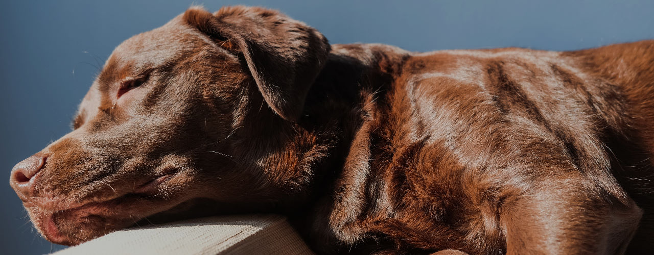 Einzelner Hund - Angebot für Einzelstunden