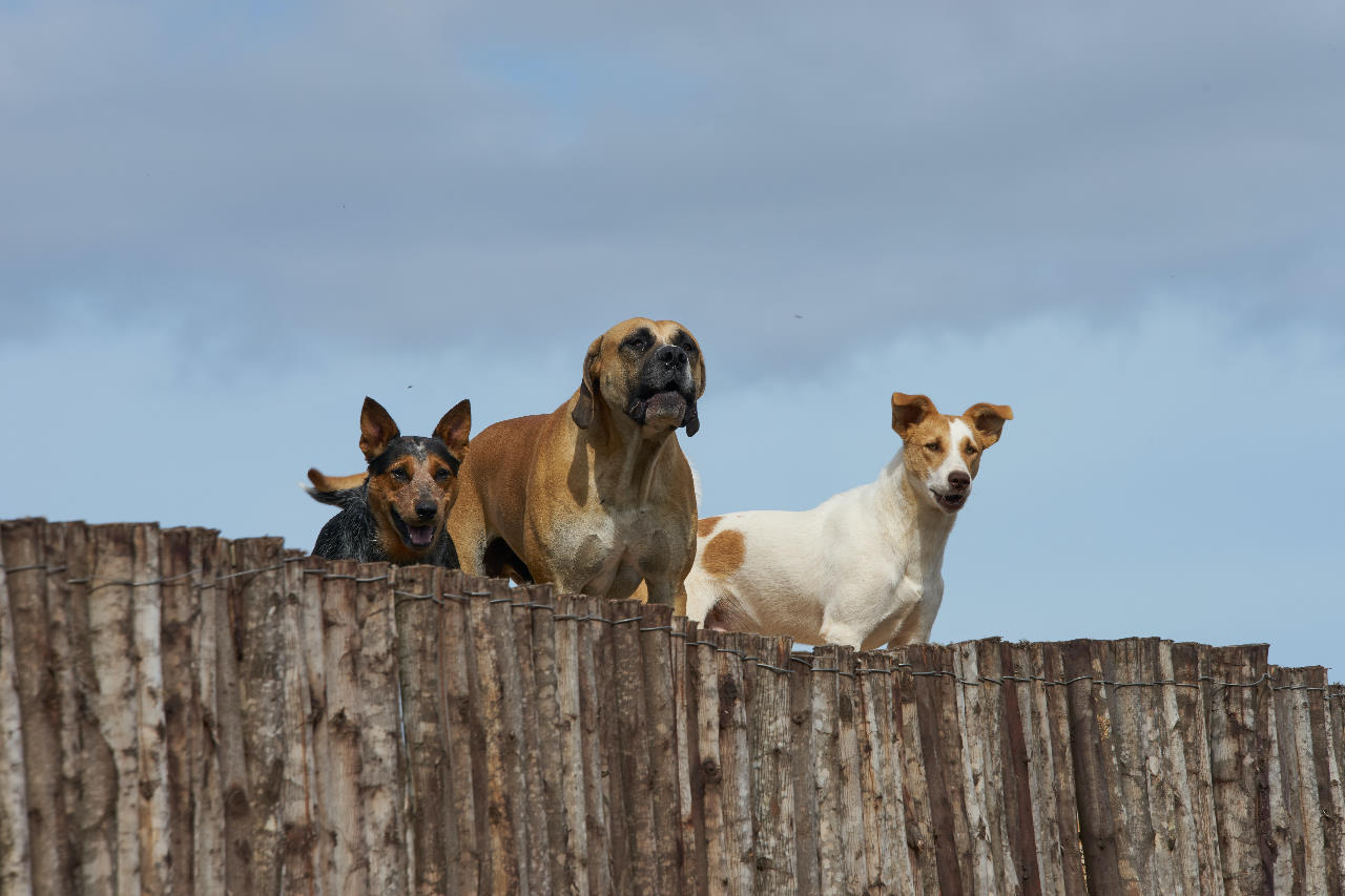 Social Walk mit Hundetrainer Constanze Jaekel in Paderborn